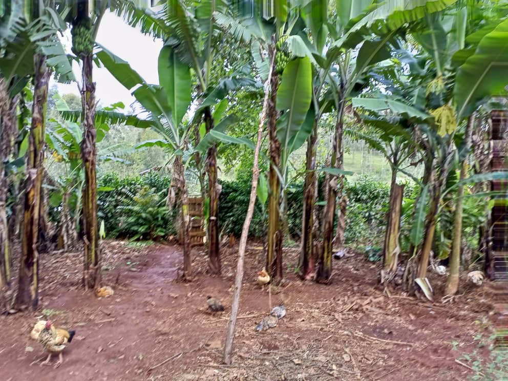 Nuove Industrie In Uganda Grazie Agli Scarti Delle Banane Mission