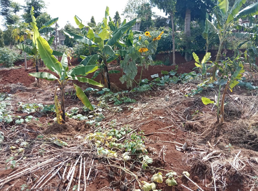 uganda banane (1)